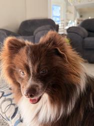 Found/Stray Male Dog last seen By the maverick in springville, Springville, UT 84663