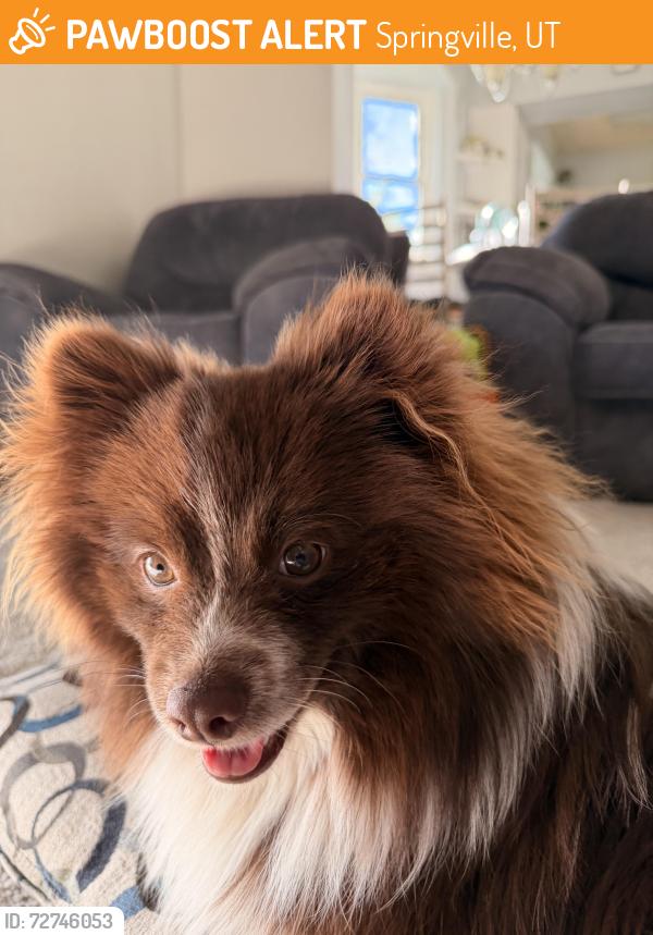 Found/Stray Male Dog last seen By the maverick in springville, Springville, UT 84663