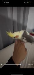 Lost Male Bird last seen arrow and mulberry, Fontana, CA 92335