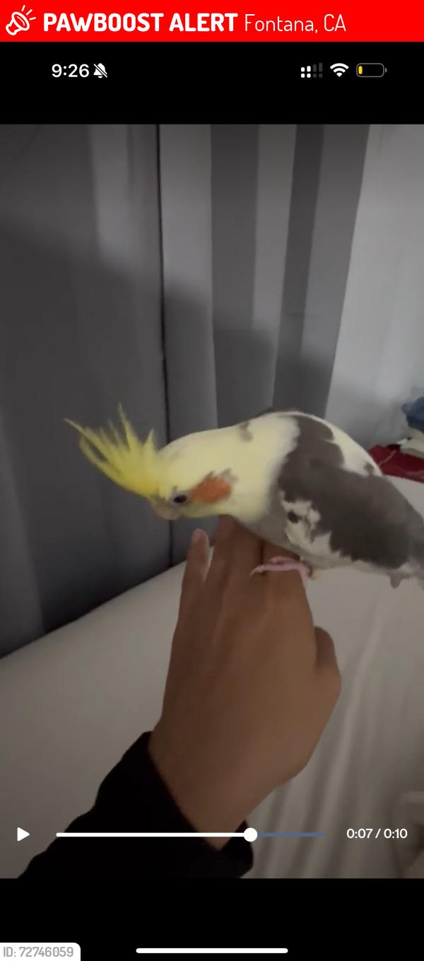Lost Male Bird last seen arrow and mulberry, Fontana, CA 92335