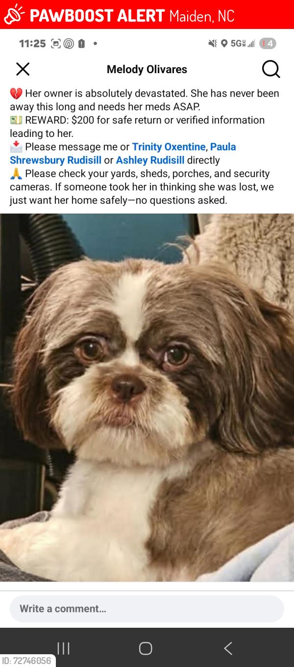 Lost Female Dog last seen Startown Rd. , Maiden, NC 28650