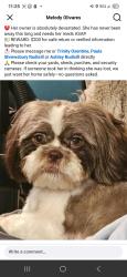 Lost Female Dog last seen Startown Rd. , Maiden, NC 28650