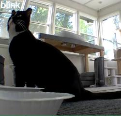 Found/Stray Male Cat last seen Overton, Irondale, AL 35210