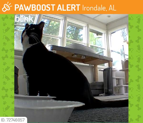Found/Stray Male Cat last seen Overton, Irondale, AL 35210