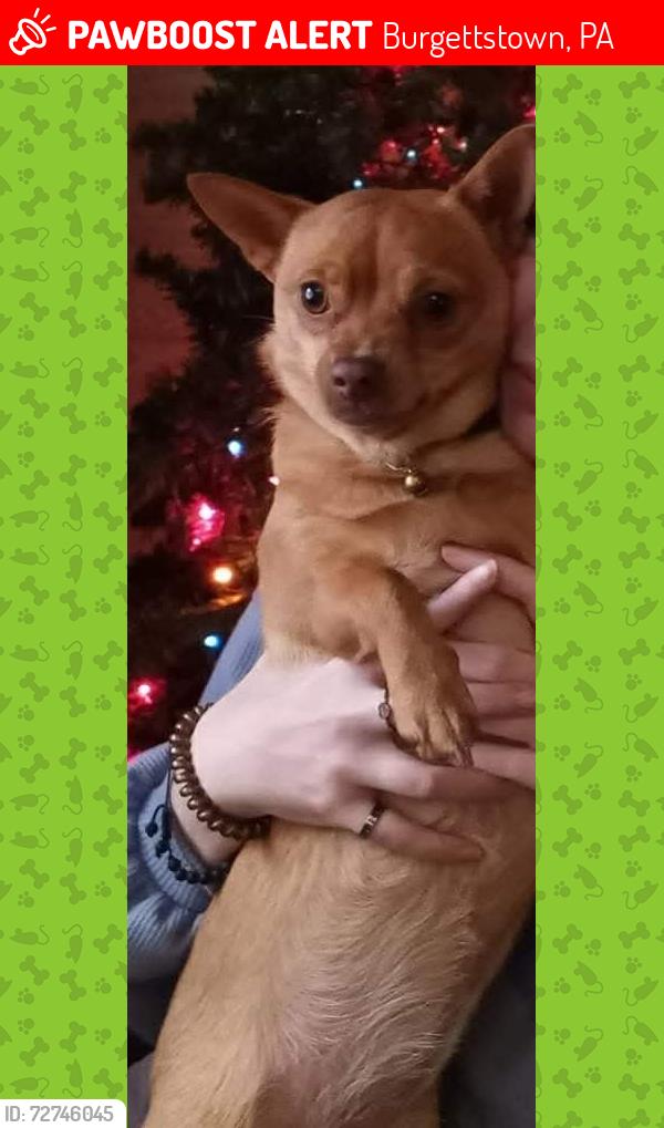 Lost Female Dog last seen She could be in washington county or pittsburgh pa, Burgettstown, PA 15021