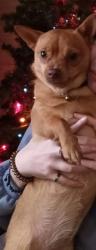 Lost Female Dog last seen She could be in washington county or pittsburgh pa, Burgettstown, PA 15021