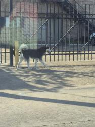 Found/Stray Male Dog last seen By apmts, Houston, TX 77088