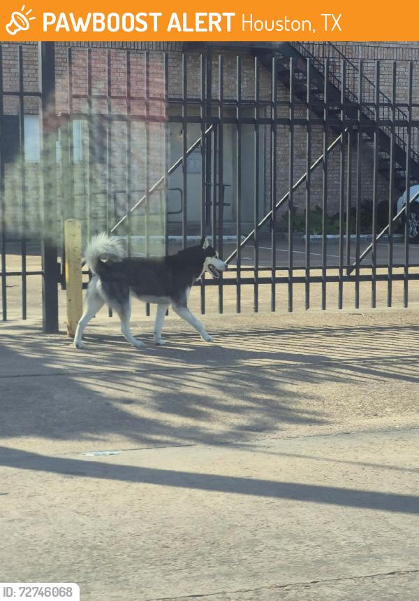Found/Stray Male Dog last seen By apmts, Houston, TX 77088