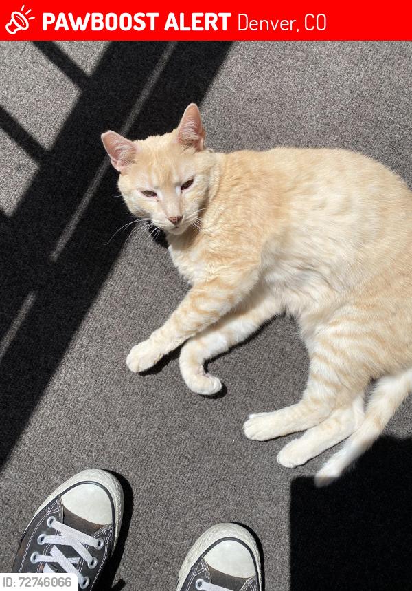 Lost Male Cat last seen Parker rd and Florida Ave , Denver, CO 80247