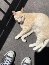 Lost Male Cat last seen Parker rd and Florida Ave , Denver, CO 80247