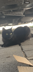 Lost Female Cat last seen Country Club and 36th St, Tucson, AZ 85713
