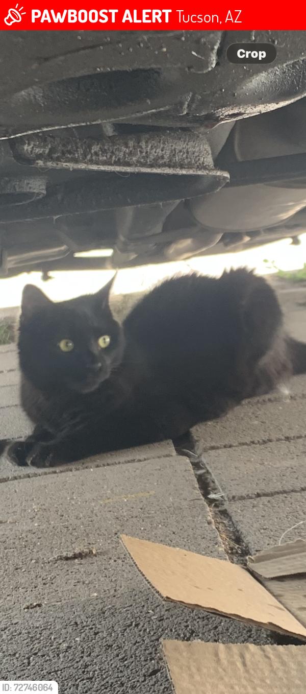 Lost Female Cat last seen Country Club and 36th St, Tucson, AZ 85713