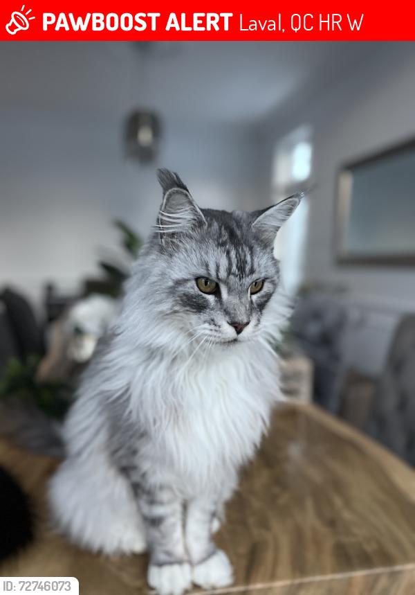 Lost Male Cat last seen Highway 13, Laval, QC H7R 5W2