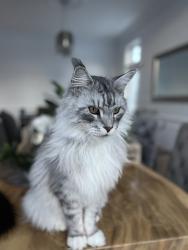 Lost Male Cat last seen Highway 13, Laval, QC H7R 5W2