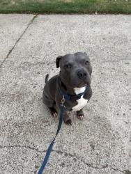 Lost Male Dog last seen Melodywood dr, Memphis, TN 38118