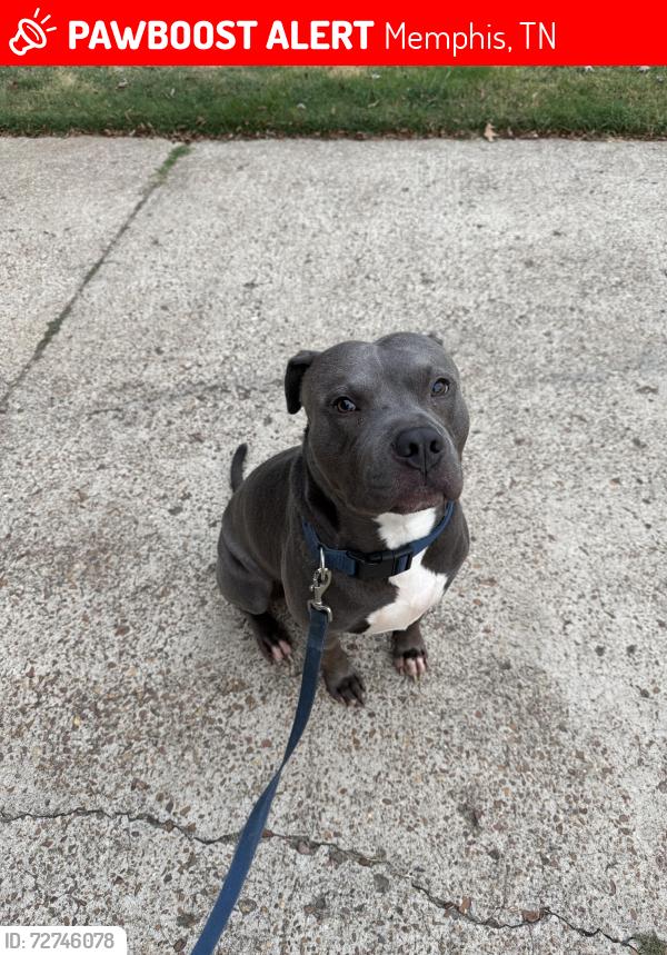 Lost Male Dog last seen Melodywood dr, Memphis, TN 38118