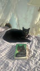 Lost Male Cat last seen se 130th and se powell , Portland, OR 97236