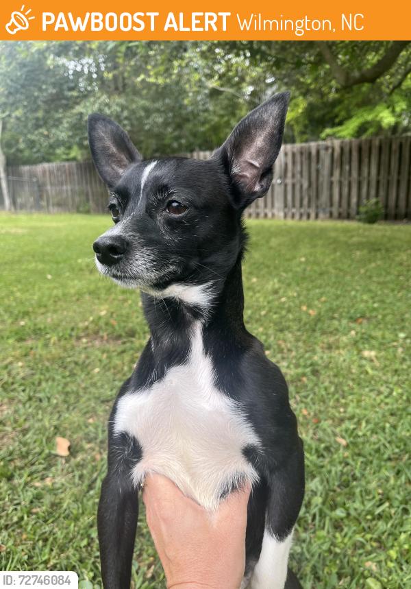 Found/Stray Unknown Dog last seen Wilmington , Wilmington, NC 28403