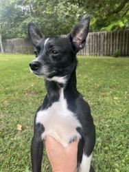Found/Stray Unknown Dog last seen Wilmington , Wilmington, NC 28403
