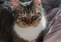 Found/Stray Unknown Cat last seen The Tiny Diner, Minneapolis, MN 55407