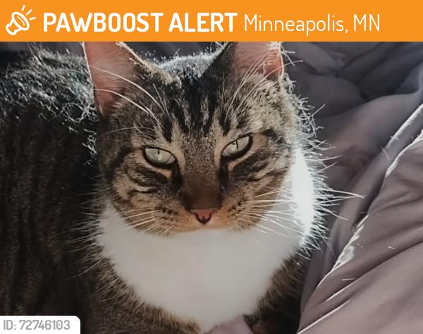 Found/Stray Unknown Cat last seen The Tiny Diner, Minneapolis, MN 55407