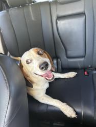 Found/Stray Male Dog last seen Old furnace road, Boiling Springs, SC 29316