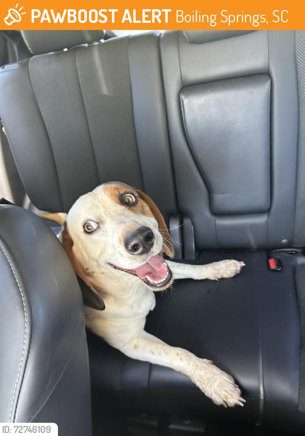 Found/Stray Male Dog last seen Old furnace road, Boiling Springs, SC 29316