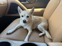 Found/Stray Male Dog last seen Wilcrest/Memorial, Houston, TX 77079