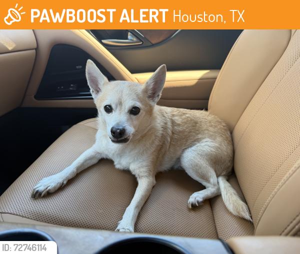 Found/Stray Male Dog last seen Wilcrest/Memorial, Houston, TX 77079