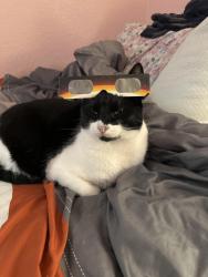 Lost Male Cat last seen Clear Creek, Killeen, TX 76549