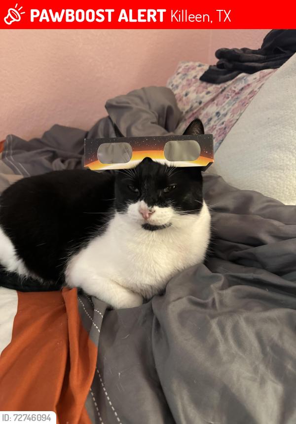 Lost Male Cat last seen Clear Creek, Killeen, TX 76549