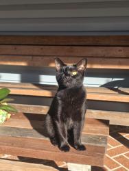 Lost Female Cat last seen Mokena court and surrounding areas, Tanglewood East, FL 34654