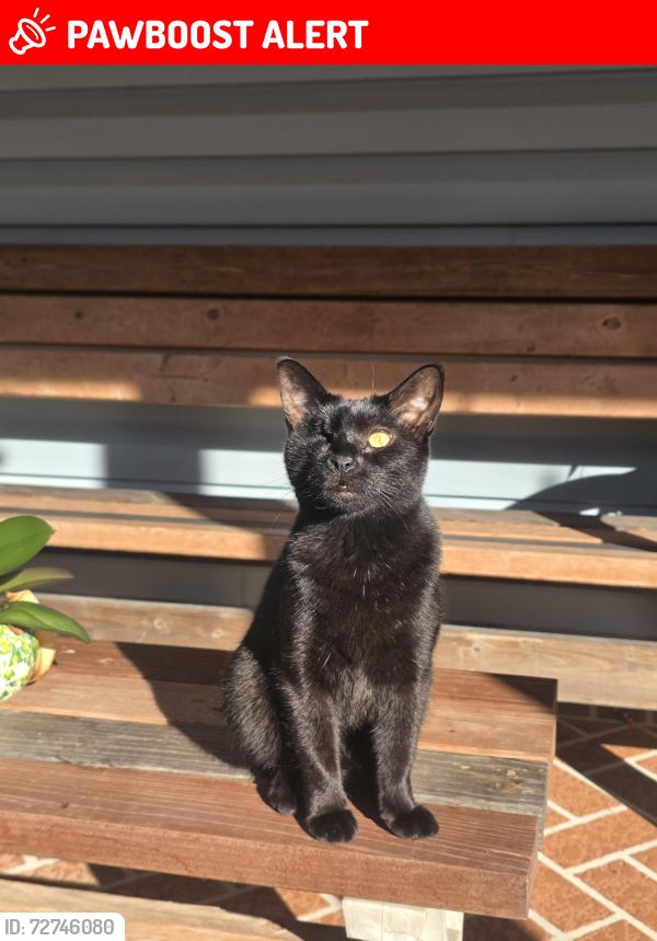 Lost Female Cat last seen Mokena court and surrounding areas, Tanglewood East, FL 34654