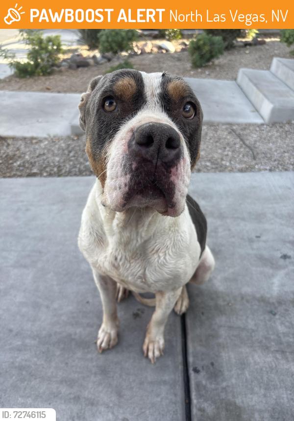Found/Stray Female Dog last seen Ann and and losee, North Las Vegas, NV 89081