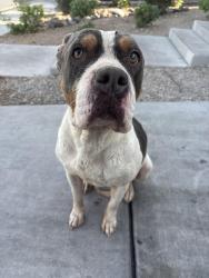 Found/Stray Female Dog last seen Ann and and losee, North Las Vegas, NV 89081