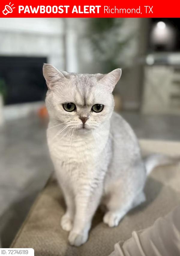 Lost Male Cat last seen Bella Terra neighborhood , Richmond, TX 77406