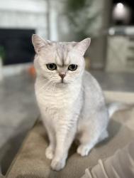 Lost Male Cat last seen Bella Terra neighborhood , Richmond, TX 77406