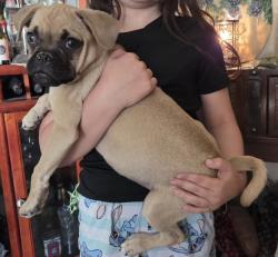 Found/Stray Male Dog last seen Near Stanford dr Barstow , Barstow, CA 92311