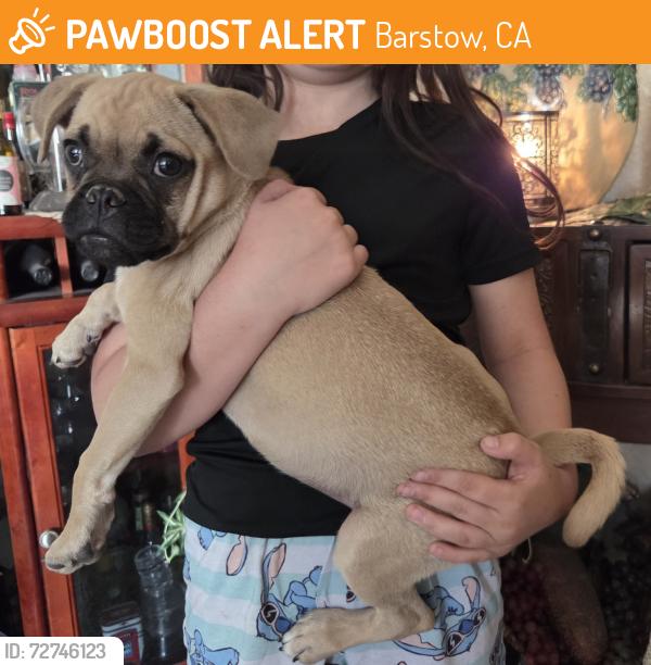Found/Stray Male Dog last seen Near Stanford dr Barstow , Barstow, CA 92311