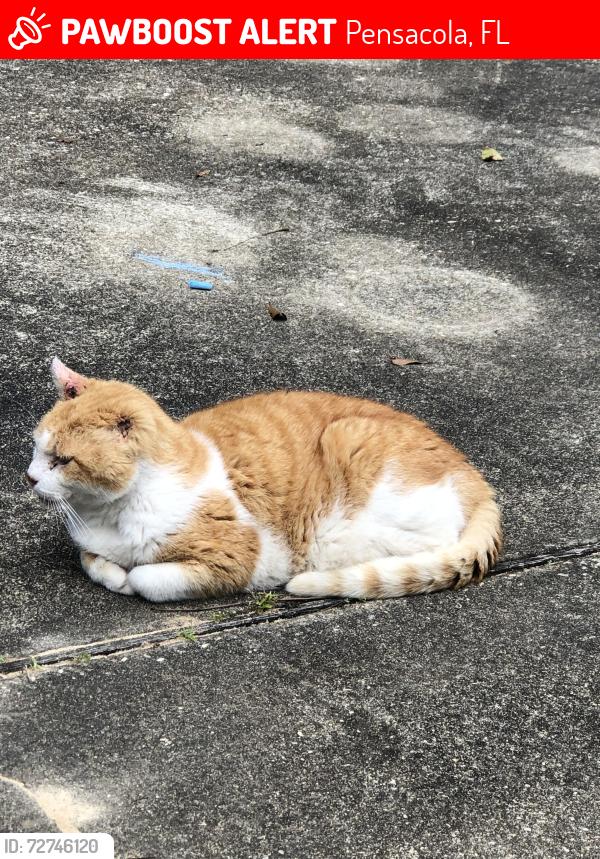 Lost Male Cat last seen 12th Avenue and 9th Avenue, Pensacola, FL 32503