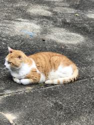 Lost Male Cat last seen 12th Avenue and 9th Avenue, Pensacola, FL 32503