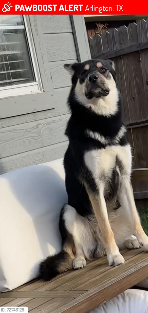 Lost Male Dog last seen Viridian , Arlington, TX 76006