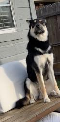 Lost Male Dog last seen Viridian , Arlington, TX 76006