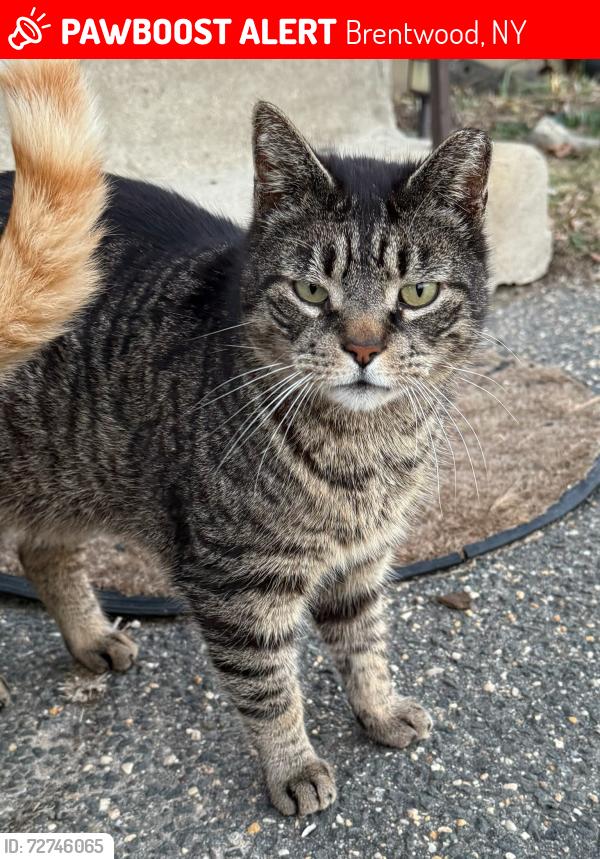 Lost Male Cat last seen Front Ave & Steuben St, Brentwood, NY 11717