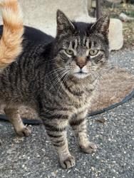 Lost Male Cat last seen Front Ave & Steuben St, Brentwood, NY 11717