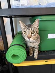 Found/Stray Male Cat last seen La Tortuga Drive , Vista, CA 92083