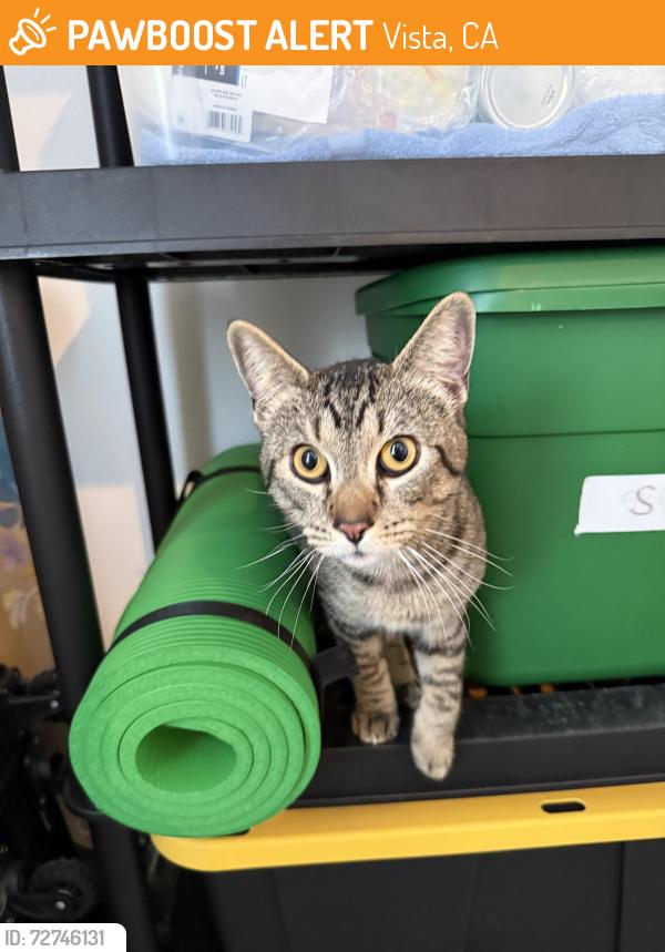 Found/Stray Male Cat last seen La Tortuga Drive , Vista, CA 92083