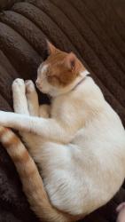 Lost Male Cat last seen Near 25th avenue phenix city , Phenix City, AL 36869