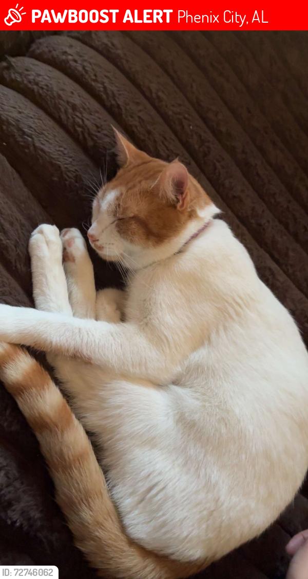 Lost Male Cat last seen Near 25th avenue phenix city , Phenix City, AL 36869