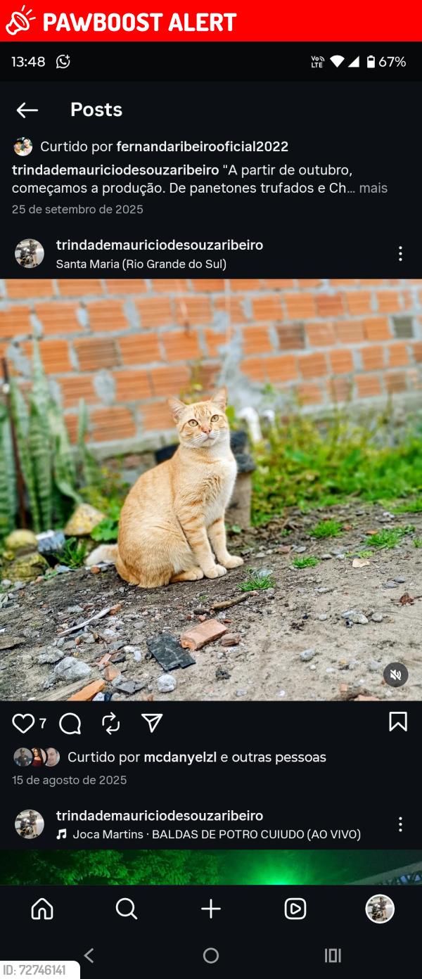 Deceased Male Cat last seen Amarelo , Presidente Joao Goulart, RS 97090-340